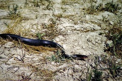 Dolichophis jugularis