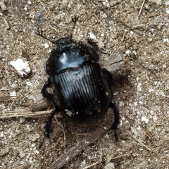 Typhaeus typhoeus