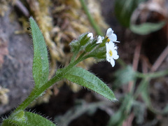Myosotis soleirolii