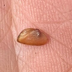 Truncilla donaciformis