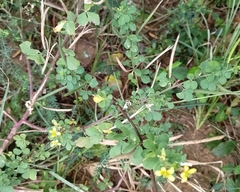 Cleome viscosa