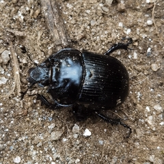Typhaeus typhoeus