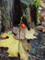 Convallaria majalis