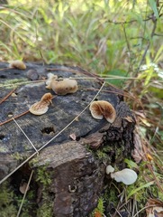 Crepidotus applanatus