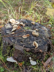 Crepidotus applanatus