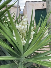 Yucca gigantea