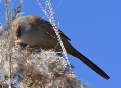 Panurus biarmicus