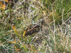 Psophus stridulus