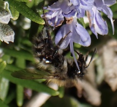 Anthophora furcata