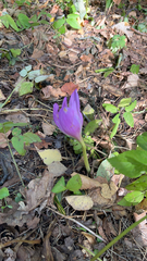 Colchicum autumnale