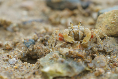 Scopimera intermedia