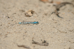 Enallagma cyathigerum