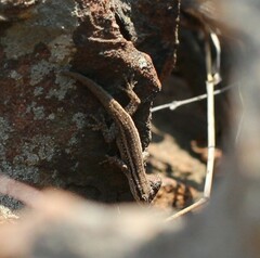 Lygodactylus capensis