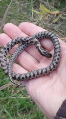 Lampropeltis calligaster