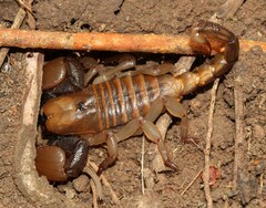 Opistophthalmus