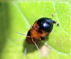 Nisotra bicolorata