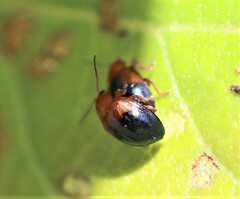 Nisotra bicolorata