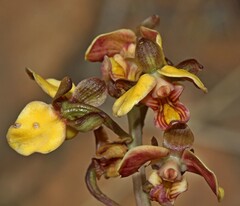 Eulophia tuberculata