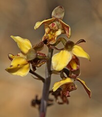 Eulophia tuberculata