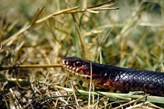 Dolichophis jugularis