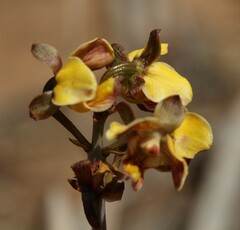 Eulophia tuberculata