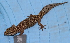 Pachydactylus affinis