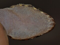 Pachydactylus affinis