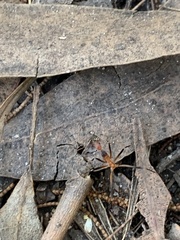 Leptomyrmex cnemidatus