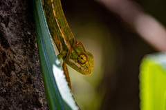 Furcifer viridis