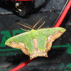 Antharmostes papilio