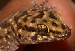Pachydactylus affinis