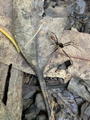 Leptomyrmex cnemidatus
