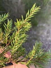 Melaleuca sieberi