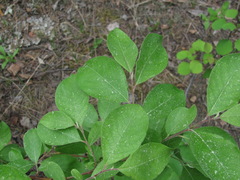 Salix caprea