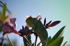 Chamaeleo chamaeleon recticrista