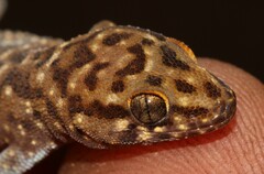 Pachydactylus affinis
