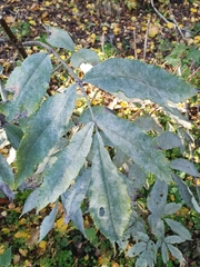 Erysiphe vanbruntiana