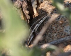 Trachylepis laevigata