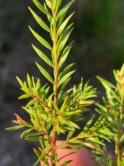 Melaleuca sieberi