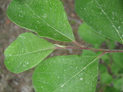Salix caprea