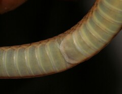 Aparallactus capensis