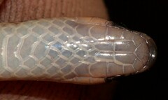 Aparallactus capensis