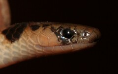 Aparallactus capensis