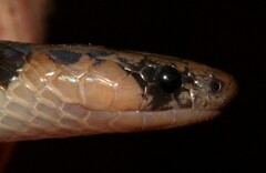 Aparallactus capensis