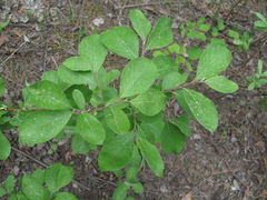 Salix caprea