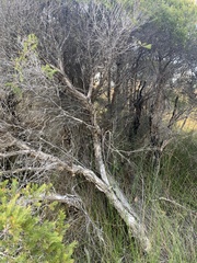 Melaleuca sieberi