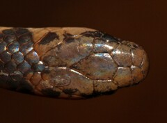 Aparallactus capensis