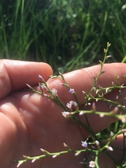Limonium carolinianum
