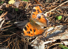 Nymphalis xanthomelas