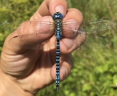 Aeshna affinis